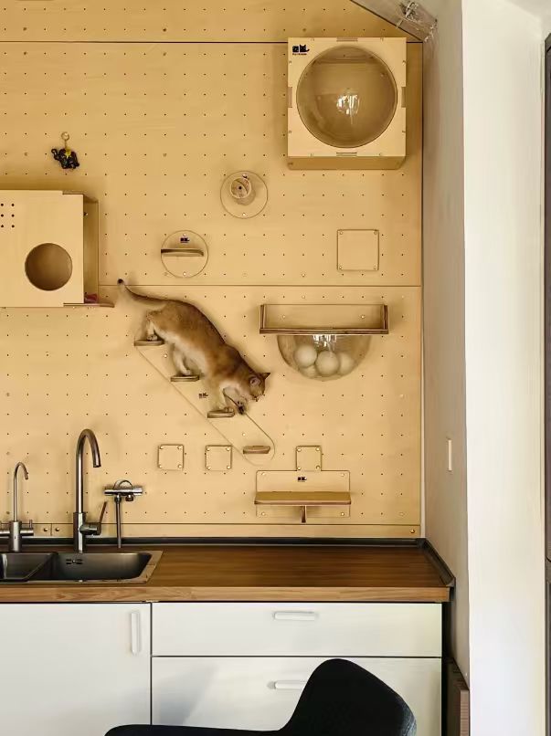 适我并适它，人宠共居的理想家，到底什么样？